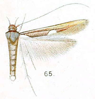 /filer/webapps/moths/media/images/M/muricicoma_Zaratha_HT_Walsingham_6-65.jpg