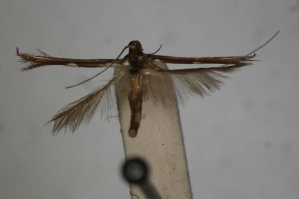 /filer/webapps/moths/media/images/M/muricicoma_Zarathra_HT_BMNH.jpg