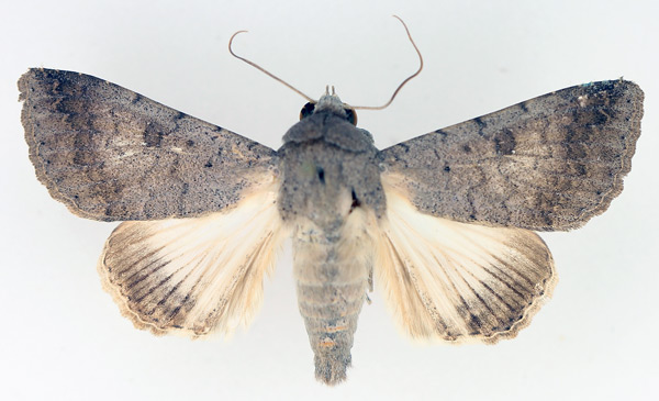 /filer/webapps/moths/media/images/M/muricolor_Pandesma_AM_TMSA_01.jpg