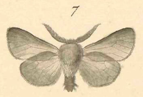 /filer/webapps/moths/media/images/M/murina_Amicta_HT_Klug_20-7.jpg