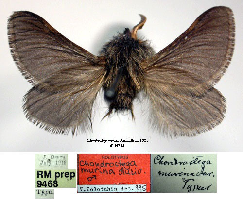 /filer/webapps/moths/media/images/M/murina_Chondrostega_HT_SNHMa.jpg
