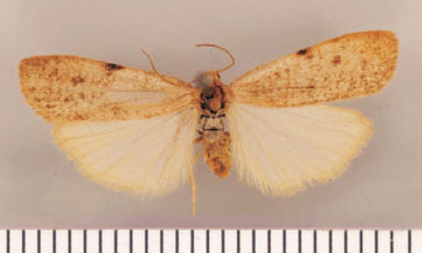 /filer/webapps/moths/media/images/M/murina_Pasteosia_PTF_TMSA.jpg