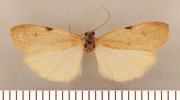 /filer/webapps/moths/media/images/M/murina_Pasteosia_PTM_TMSA.jpg