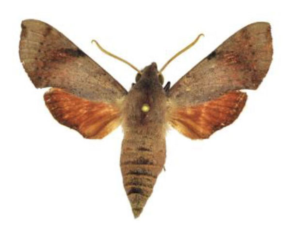 /filer/webapps/moths/media/images/M/murina_Temnora_AF_ANHRT.jpg
