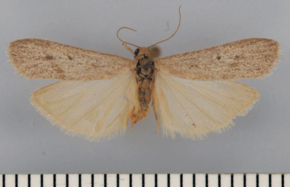 /filer/webapps/moths/media/images/M/murinum_Entephrilema_HT_TMSA.jpg