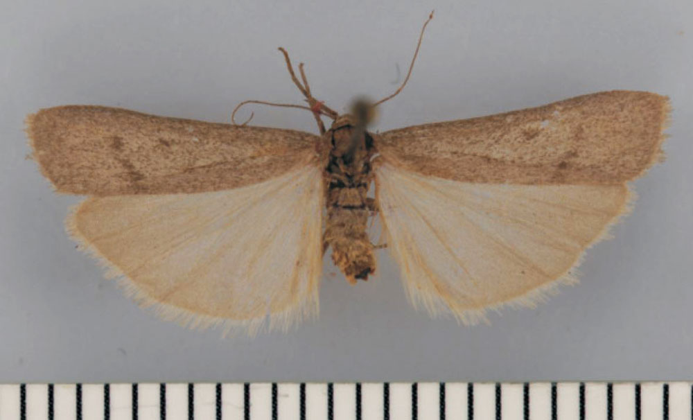 /filer/webapps/moths/media/images/M/murinum_Entephrilema_PTF_TMSA.jpg