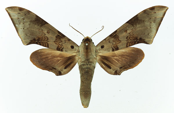 /filer/webapps/moths/media/images/M/murinus_Polyptychus_AF_Basquin_01.jpg
