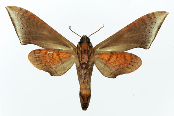 /filer/webapps/moths/media/images/M/murinus_Polyptychus_AF_Basquin_02.jpg