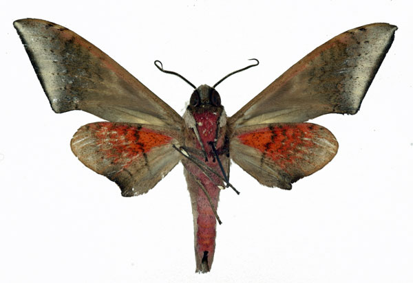 /filer/webapps/moths/media/images/M/murinus_Polyptychus_AM_Basquin_02.jpg