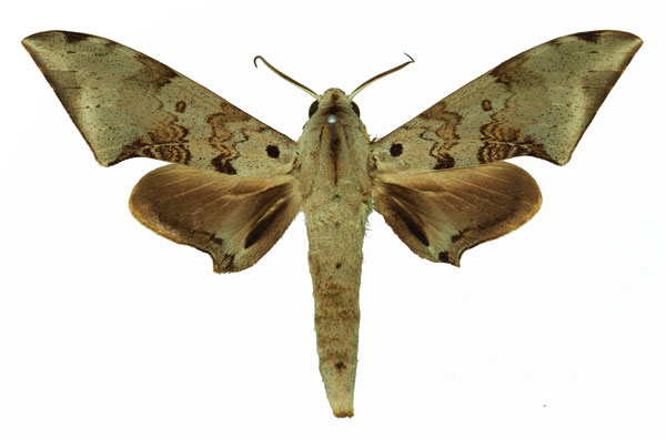 /filer/webapps/moths/media/images/M/murinus_Polyptychus_AM_Basquin_03.jpg