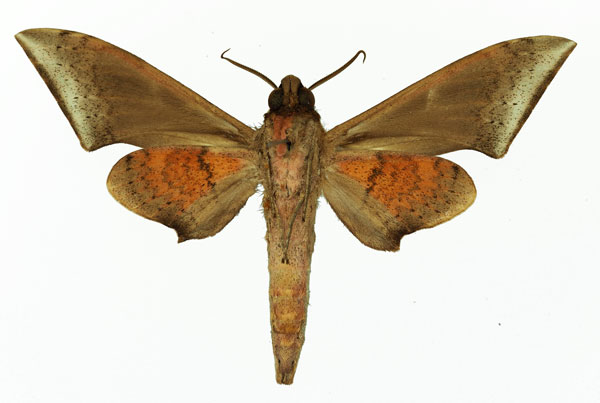/filer/webapps/moths/media/images/M/murinus_Polyptychus_AM_Basquin_04.jpg