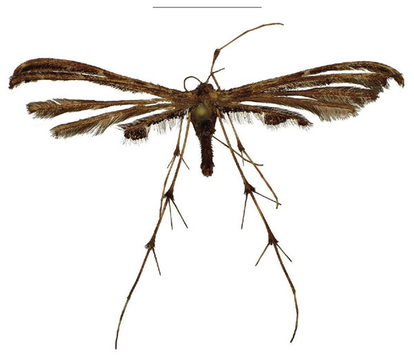 /filer/webapps/moths/media/images/M/murkwe_Titanoptilus_HT_ZMJU.jpg