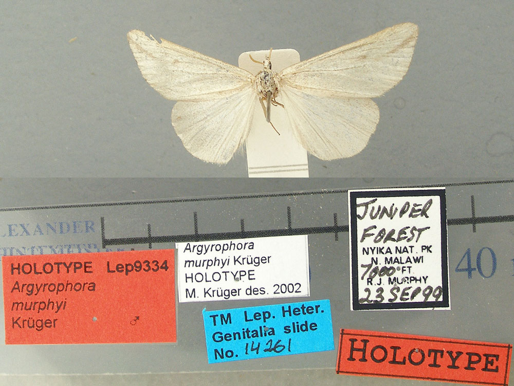 /filer/webapps/moths/media/images/M/murphyi_Argyrophora_HT_TMSA.jpg