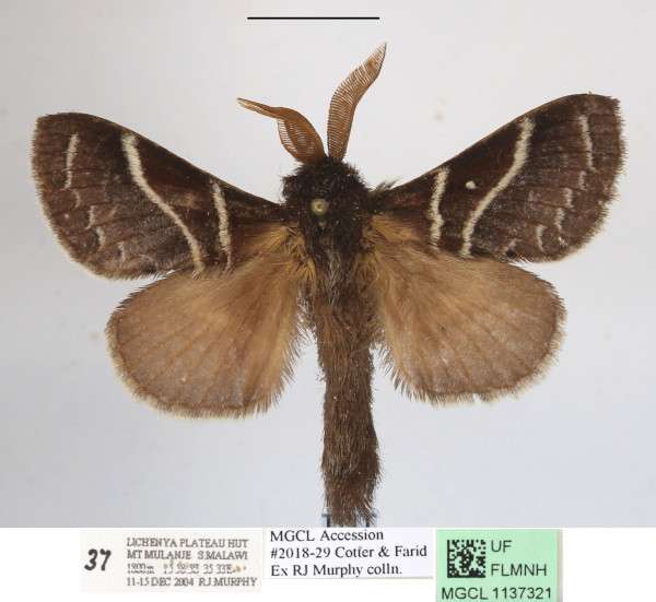 /filer/webapps/moths/media/images/M/murphyi_Bombycopsis_AM_MGCLa_02.JPG