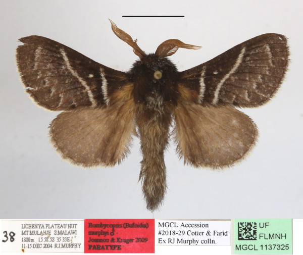 /filer/webapps/moths/media/images/M/murphyi_Bombycopsis_PTM_MGCLa_01.JPG