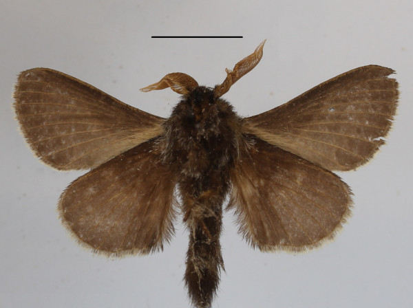 /filer/webapps/moths/media/images/M/murphyi_Bombycopsis_PTM_MGCLb_01.JPG