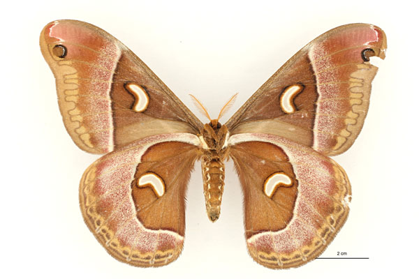 /filer/webapps/moths/media/images/M/murphyi_Epiphora_AT_RBINS_02.jpg