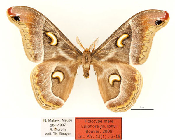 /filer/webapps/moths/media/images/M/murphyi_Epiphora_HT_RBINS_01.jpg