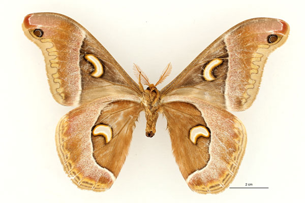 /filer/webapps/moths/media/images/M/murphyi_Epiphora_HT_RBINS_02.jpg