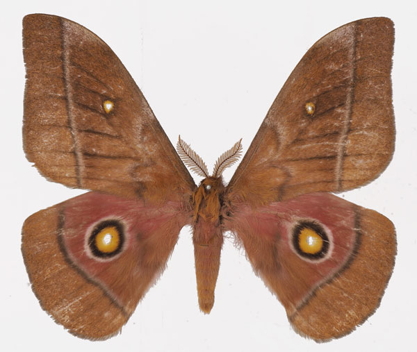 /filer/webapps/moths/media/images/M/murphyi_Gonimbrasia_AM_Basquina.jpg