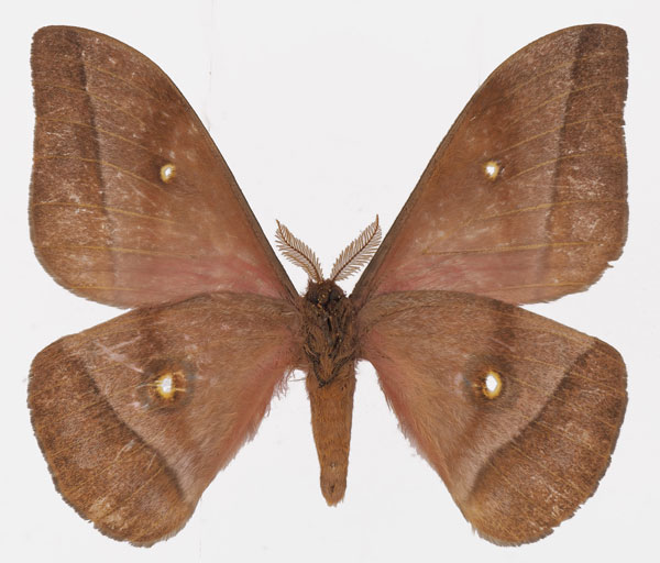 /filer/webapps/moths/media/images/M/murphyi_Gonimbrasia_AM_Basquinb.jpg
