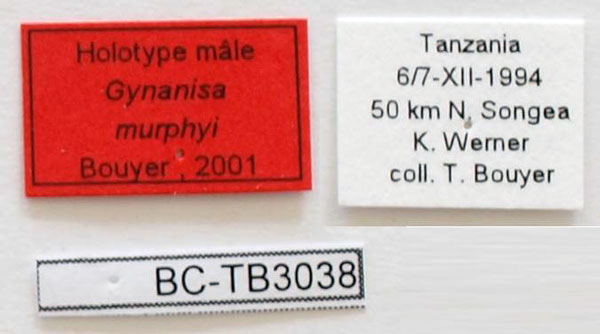 /filer/webapps/moths/media/images/M/murphyi_Gynanisa_HTL_RBINS.jpg