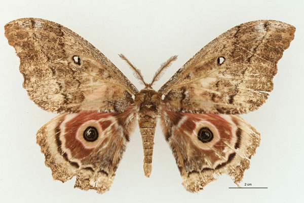 /filer/webapps/moths/media/images/M/murphyi_Gynanisa_HT_RBINS_01.jpg