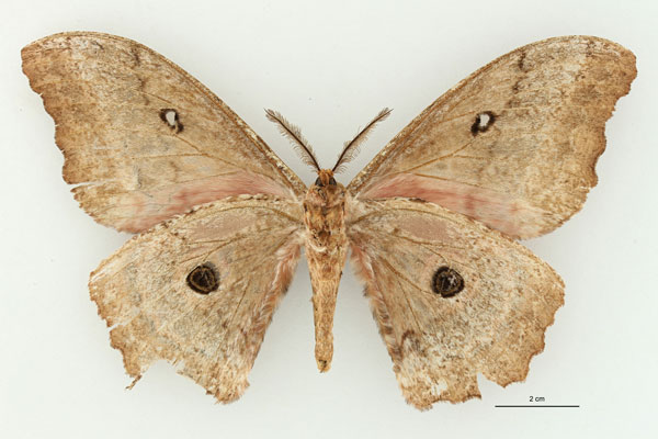 /filer/webapps/moths/media/images/M/murphyi_Gynanisa_HT_RBINS_02.jpg
