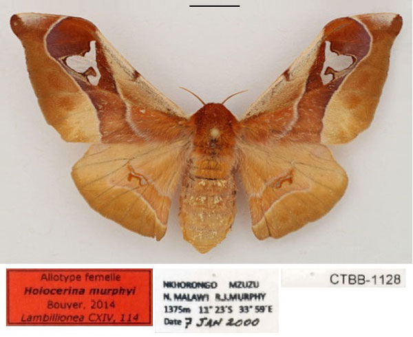 /filer/webapps/moths/media/images/M/murphyi_Holocerina_AT_RBINS_01.jpg