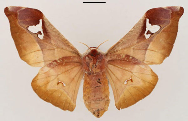 /filer/webapps/moths/media/images/M/murphyi_Holocerina_AT_RBINS_02.jpg