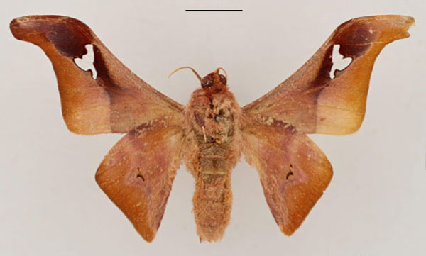 /filer/webapps/moths/media/images/M/murphyi_Holocerina_HT_RBINS_02.jpg