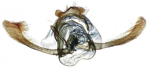 /filer/webapps/moths/media/images/M/murphyi_Homadaula_GMHT_MGCL.jpg