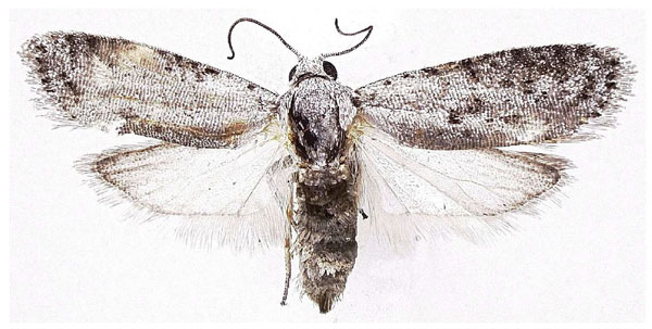 /filer/webapps/moths/media/images/M/murphyi_Homadaula_HT_MGCL.jpg