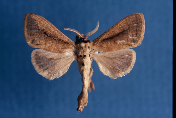 /filer/webapps/moths/media/images/M/murphyi_Kroonia_HT_NHMO.jpg
