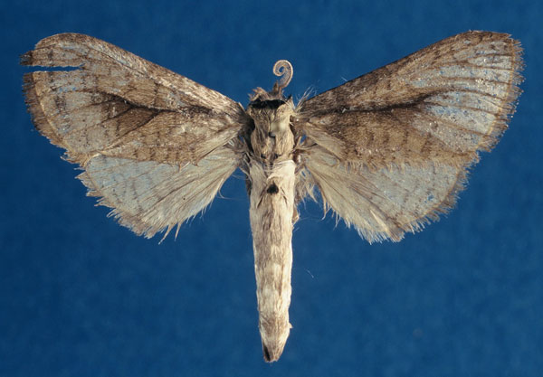 /filer/webapps/moths/media/images/M/murphyi_Kroonia_PTF_NHMO_wzoBCi9.jpg