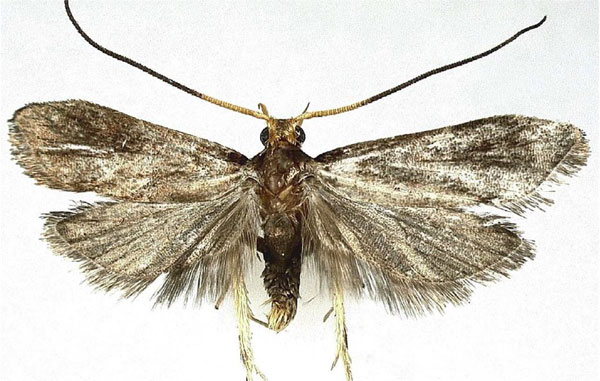 /filer/webapps/moths/media/images/M/murphyi_Lecithocera_HT_MGCL.jpg