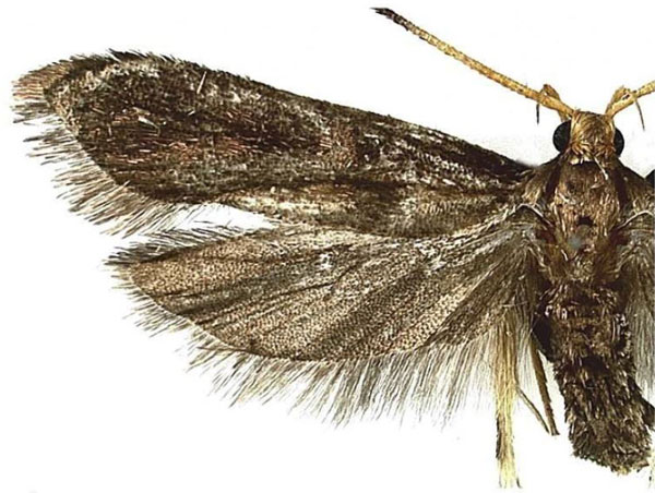 /filer/webapps/moths/media/images/M/murphyi_Lecithocera_PTF_MGCL.jpg