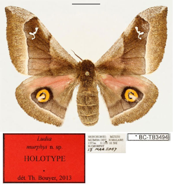 /filer/webapps/moths/media/images/M/murphyi_Ludia_HT_RBINS_01.jpg