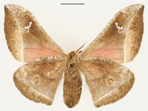 /filer/webapps/moths/media/images/M/murphyi_Ludia_HT_RBINS_02.jpg