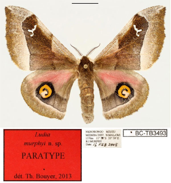 /filer/webapps/moths/media/images/M/murphyi_Ludia_PT_RBINS_01.jpg