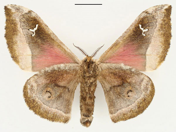 /filer/webapps/moths/media/images/M/murphyi_Ludia_PT_RBINS_02.jpg