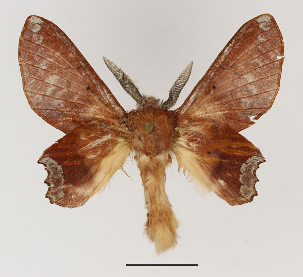 /filer/webapps/moths/media/images/M/murphyi_Marmonna_AM_Basquin_01.jpg