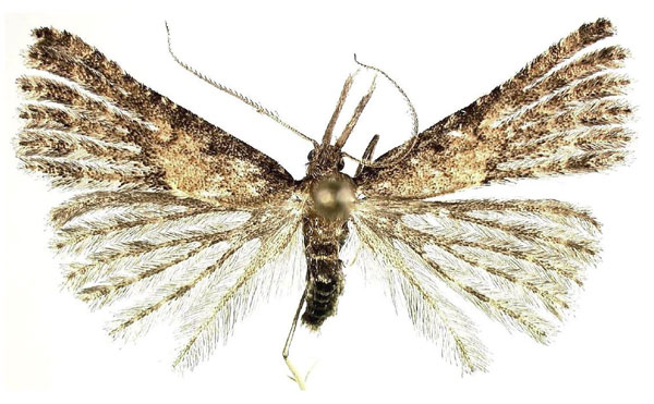 /filer/webapps/moths/media/images/M/murphyi_Microschismus_HT_MGCL.jpg