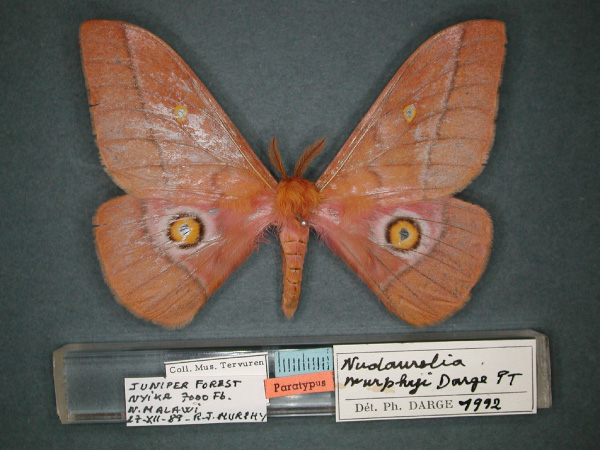 /filer/webapps/moths/media/images/M/murphyi_Nudaurelia_PT_RMCA_01.jpg
