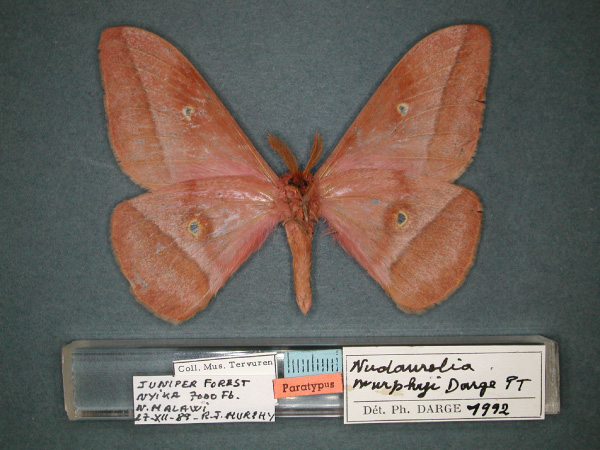 /filer/webapps/moths/media/images/M/murphyi_Nudaurelia_PT_RMCA_02.jpg