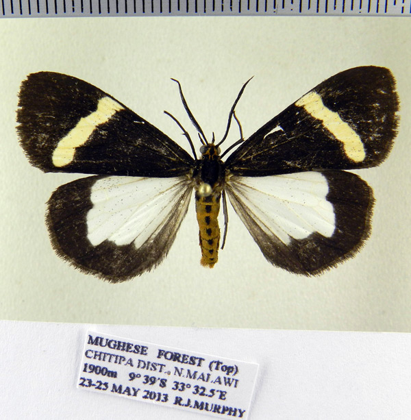 /filer/webapps/moths/media/images/M/murphyi_Parachelonia_HT_SZMN.jpg