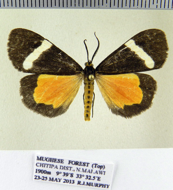 /filer/webapps/moths/media/images/M/murphyi_Parachelonia_PTM_SZMN.jpg