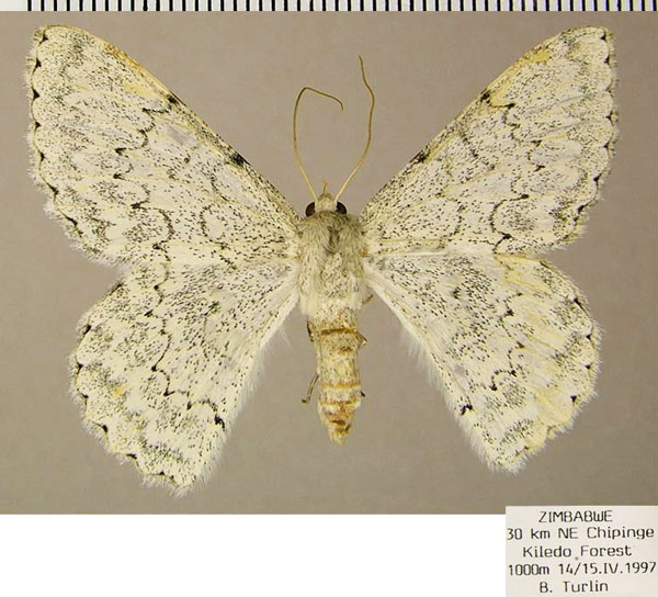 /filer/webapps/moths/media/images/M/murphyi_Pingasa_AF_ZSM.jpg