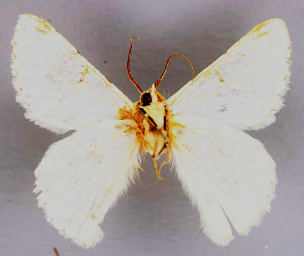 /filer/webapps/moths/media/images/M/murphyi_Pingasa_HT_ZSM_02.jpg