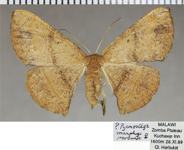 /filer/webapps/moths/media/images/M/murphyi_Pycnostega_AF_ZSM.jpg